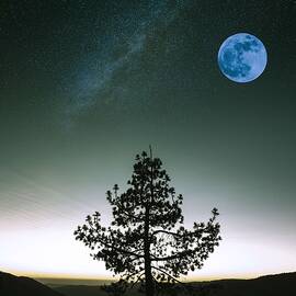 Lone Tree, moon and galaxy by Adam Asar 2 by Celestial Images