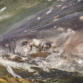 Looking Into The Eye Of The Sturgeon by Thomas Young
