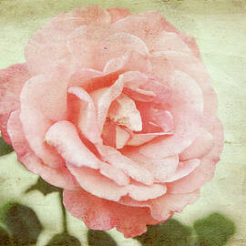 Love Rose by Toni Hopper