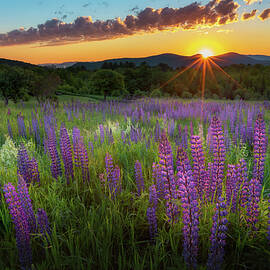 Lupine Lumination