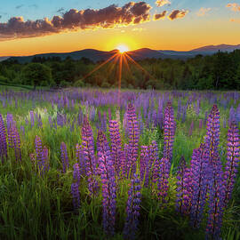 Lupine Lumination Square by Bill Wakeley
