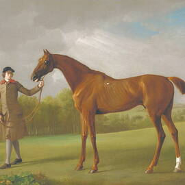 Lustre, Held By A Groom Ca. 1762 by George Stubbs