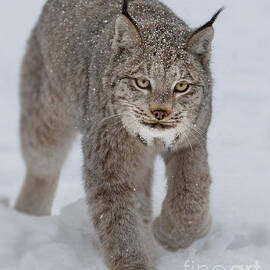 Lynx Bigfoot by Jerry Fornarotto