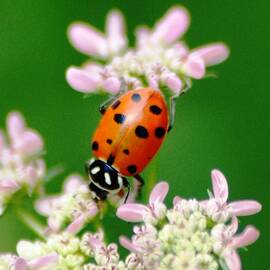 Macro ladybug by Meeli Sonn