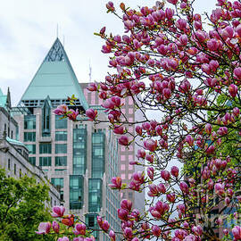 Magnolia at Downtown. by Viktor Birkus