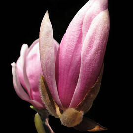 Magnolia Tulip Tree Blossom
