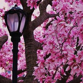 Magnolias And a Lantern In Baltimore by Marcus Dagan