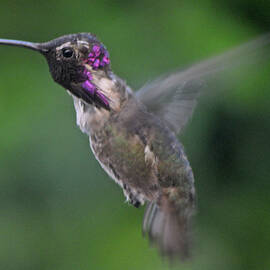 Male Anna's Hummingbird In Flight by Jay Milo