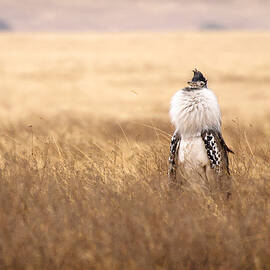 Male Kori Bustard by Adam Romanowicz