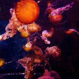 Mandalay Jellyfish 1