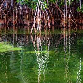 Mangrove Reflections by Karen Wiles