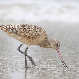 Marbled Godwit in the Ocean by Ruth Jolly