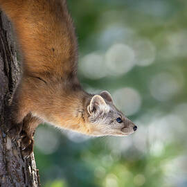 Marten on Tamarack