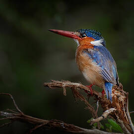 Martin... by Antonio Grambone