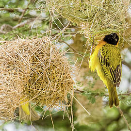 Lesser Masked Weaver And Nest by Morris Finkelstein