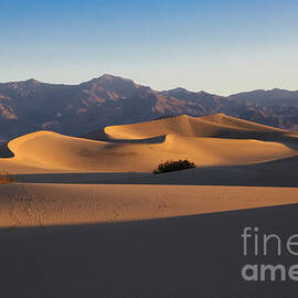 Mesquite Dunes by Suzanne Luft