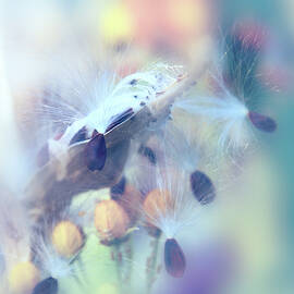 Milkweed Seeds by Terry Davis