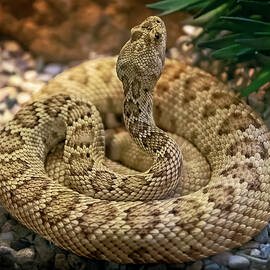Mojave Rattlesnake h1825 by Mark Myhaver