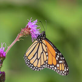 Monarch 2018-12 by Thomas Young
