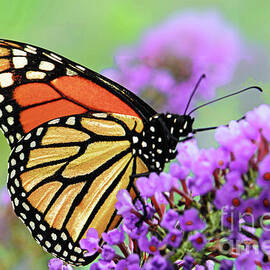 Monarch Butterfly on Purple Blossom by Regina Geoghan