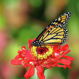 Monarch in the Fall Garden - Butterfly and Flora - Nature Photography - Butterfly by Brooks Garten Hauschild