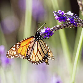 Monarch in the key of purple and green by Ruth Jolly