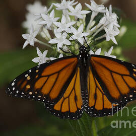 Monarch on white flowers by Ruth Jolly