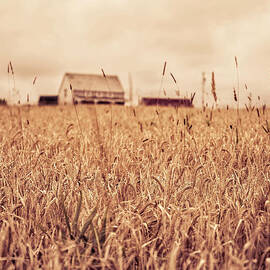 Moody Wheat Field Prince Edward Island by Edward Fielding