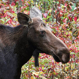 Moose and Fall Leaves