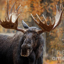 Moose in the Midst of Autumn by Wildlife Fine Art