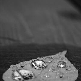 more drops black and white by Kreddible Trout