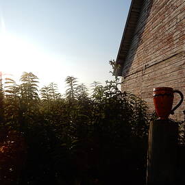 Morning Cup And Sunrise by Tina M Wenger