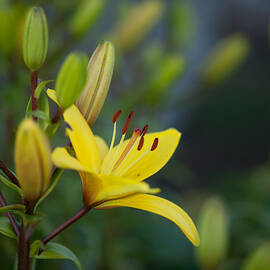 Morning Lily by Mike Reid