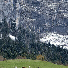 Mountain Goats Mountain by Olivier Le Queinec