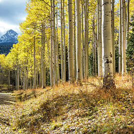 Mountain Highlights by Denise Bush