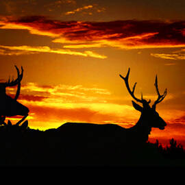 Elk Sunset by Mike Breau