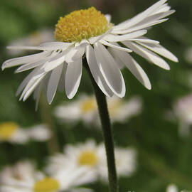 My Name Is Daisy by Kim Tran