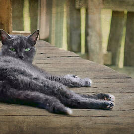 My Porch - Cat by Nikolyn McDonald
