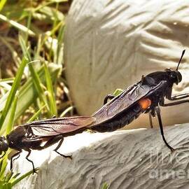 Mydas Flies Mating              Summer              Indiana