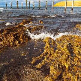 Myponga Beach Jetty Ruins by Bill  Robinson