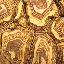 Nature's Interesting Patterns by Carol Groenen