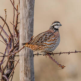 Northern Bobwhite on a Fence by Morris Finkelstein
