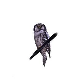 Northern hawk-owl transparent by Jouko Lehto