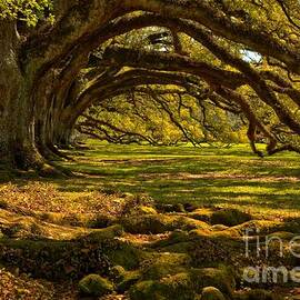 Oak Alley Endless Oaks by Adam Jewell
