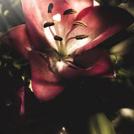 Of love and light by Jorgo Photography