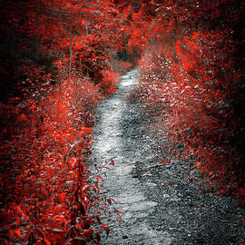 Old path in red forest by Elena Elisseeva