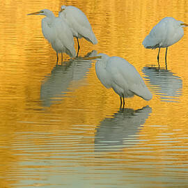 Great Egrets Golden Pond 112813-5005-3cr by Tam Ryan
