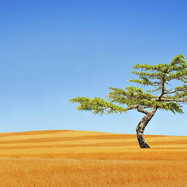 One Tree by Edwin Verin