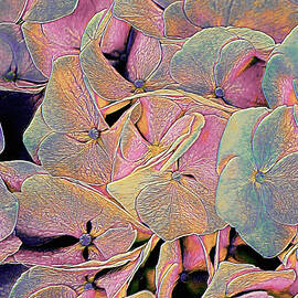 Opal Hydrangea by Susan Maxwell Schmidt
