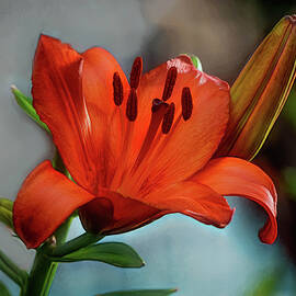 Orange Asiatic Lily